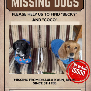 Missing: Golden Female Beagle Dog from Dhaula kauan intersection-4