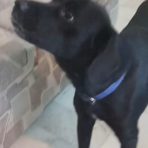 Black and White Female Indie Dog is Missing from Sant nagar east of kailash-4