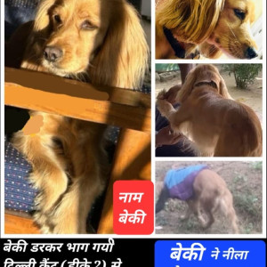 Missing: Golden Female Beagle Dog from Dhaula kauan intersection-2