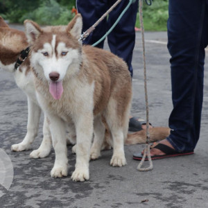 Missing: Black and White Male Husky Dog from Shree Balaji Upvan