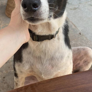 Indie dog is missing from Grand Chiwar, Anjuna-2