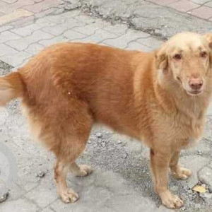 A pet dog is found near  Anand Juice Bar, Karve road