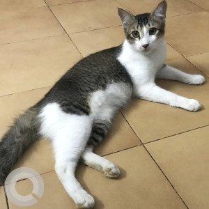 Indie cat is missing from 3rd canal cross road, Gandhi Nagar, Adyar-2