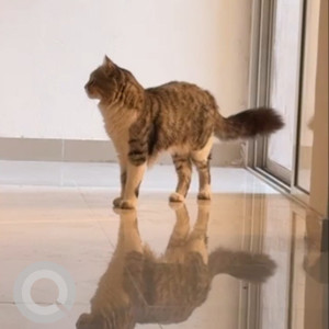 Missing: Grey-White Mix Male Street Cat from D-702, Manhattan, Pride World City, Charoli,  Dhanori, Pune.