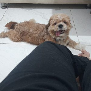 A Light Brown Lhasa apso Dog Missing from Sus, Pune