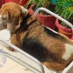 Beagle dog is missing from Sector 38A Chandigarh-2