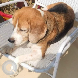 Beagle dog is missing from Sector 38A Chandigarh