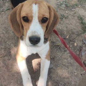 A dog is found in Forest area Lalit Hotel IT Park