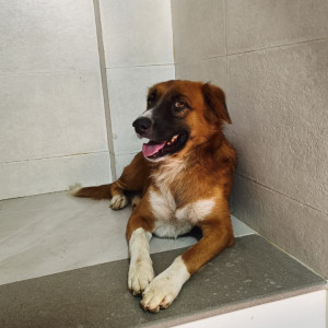 A Dog found near Near Suvidya school, Borivali West-2