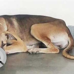 Belle is missing from DLF phase 5, Gurgaon-3