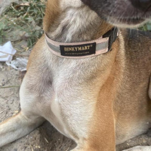 Belle is missing from DLF phase 5, Gurgaon-2