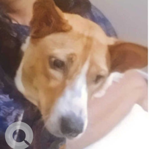 Indie dog found in kengeri-2