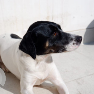 Black and White Female Indie Dog is Missing from Sant nagar east of kailash-3