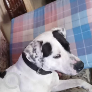 My Pet Pitbull Blore is missing from Saraswatipuram, Bengaluru