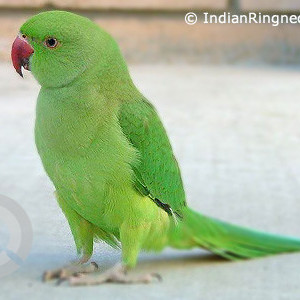 Missing: Green Female Indian ringneck parrot Parrot from Kanchenjunga Apartments, Anand Vihar