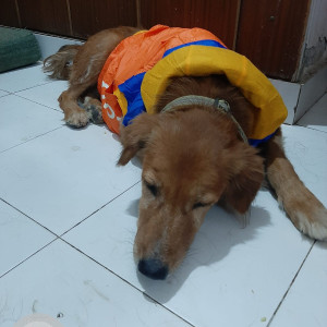 Brown Male Indian Dog is Missing from Kaveri Aprtment, Vasant Kunj