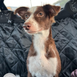 Brownie is missing from Chennai-3