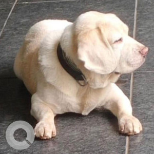 My Pet dog Brownie, a 11 years old Beagle Male is missing from Seethamadhara-2