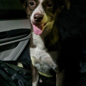 Brownie is missing from Chennai-2