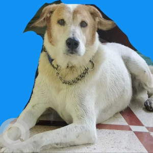 A pet dog is missing from Kalpana Society Talegaon-2
