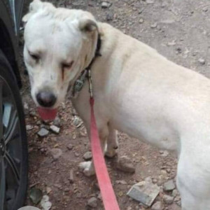 A pet dog is missing from Kurla West-2