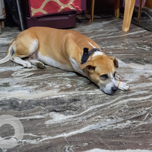 My pet bruno is missing from Tagore garden extension-2