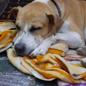 My pet bruno is missing from Tagore garden extension-3