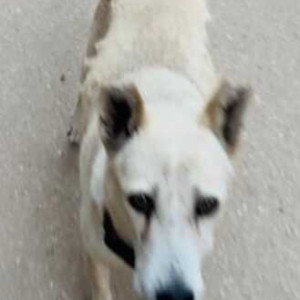 Buddhu is missing from Silver springs Layout, Marathahalli