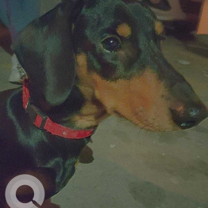 Dachshund dog is missing from Bathinda-2