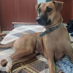 Bujji is missing from Kurinji Nagar, Perungudi