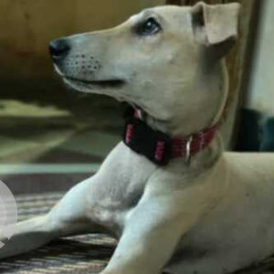 A pet dog is missing from Vanasthalipuram-3