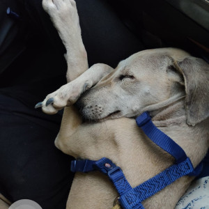 A pet dog is missing from Vanasthalipuram-2