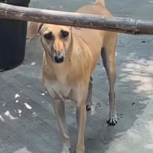 Indie dog is found in Burning Ghat Road, Koregaon Park