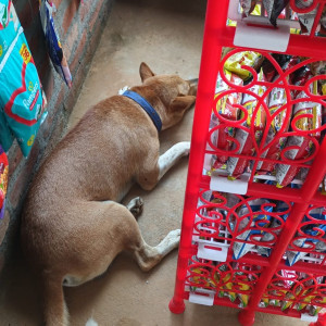 Missing: White-Brown Mix Male Indie Dog from Batahghuli , panjabari-3