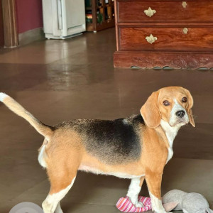 Missing 2 Year Beagle from E Block, Hans Raj Gupta Marg, New Delhi