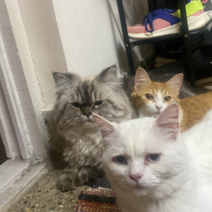 Missing: Grey-White Mix Male Himalayan/ Persian Cat from Btm layout stage 2, EWS colony