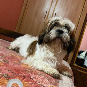 My Shihtzu dog candy is missing from B yarahalli, Mandya-3