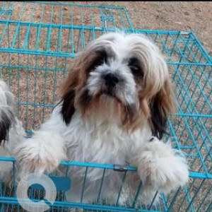 My Shihtzu dog candy is missing from B yarahalli, Mandya