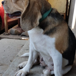 My pet dog beagle is missing from Hanuman Temple-2