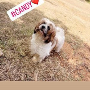 My Shihtzu dog candy is missing from B yarahalli, Mandya-2