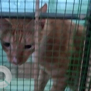 A pet cat is missing from Saidapet Aranganathan Subway