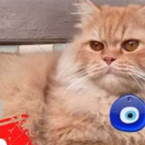 Persian cat is missing from 6O feet road, Balbhawan Garden, Vasai West-2