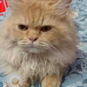 Persian cat is missing from 6O feet road, Balbhawan Garden, Vasai West