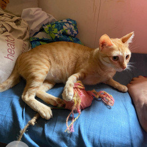 Please help to find my pet cat chicken who is missing from Matunga road-3