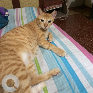 Please help to find my pet cat chicken who is missing from Matunga road