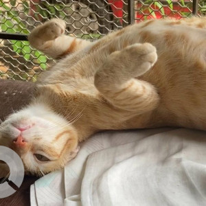 Please help to find my pet cat chicken who is missing from Matunga road-2