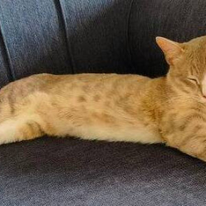 A cat is missing Ramamurthy Nagar near Christ the King school, Ideal Mart-3