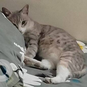 A cat is missing Ramamurthy Nagar near Christ the King school, Ideal Mart-2