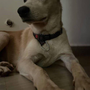 Indie dog is missing from Morjim beach Goa