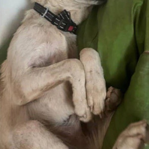 Indie dog is missing from Morjim beach Goa-2